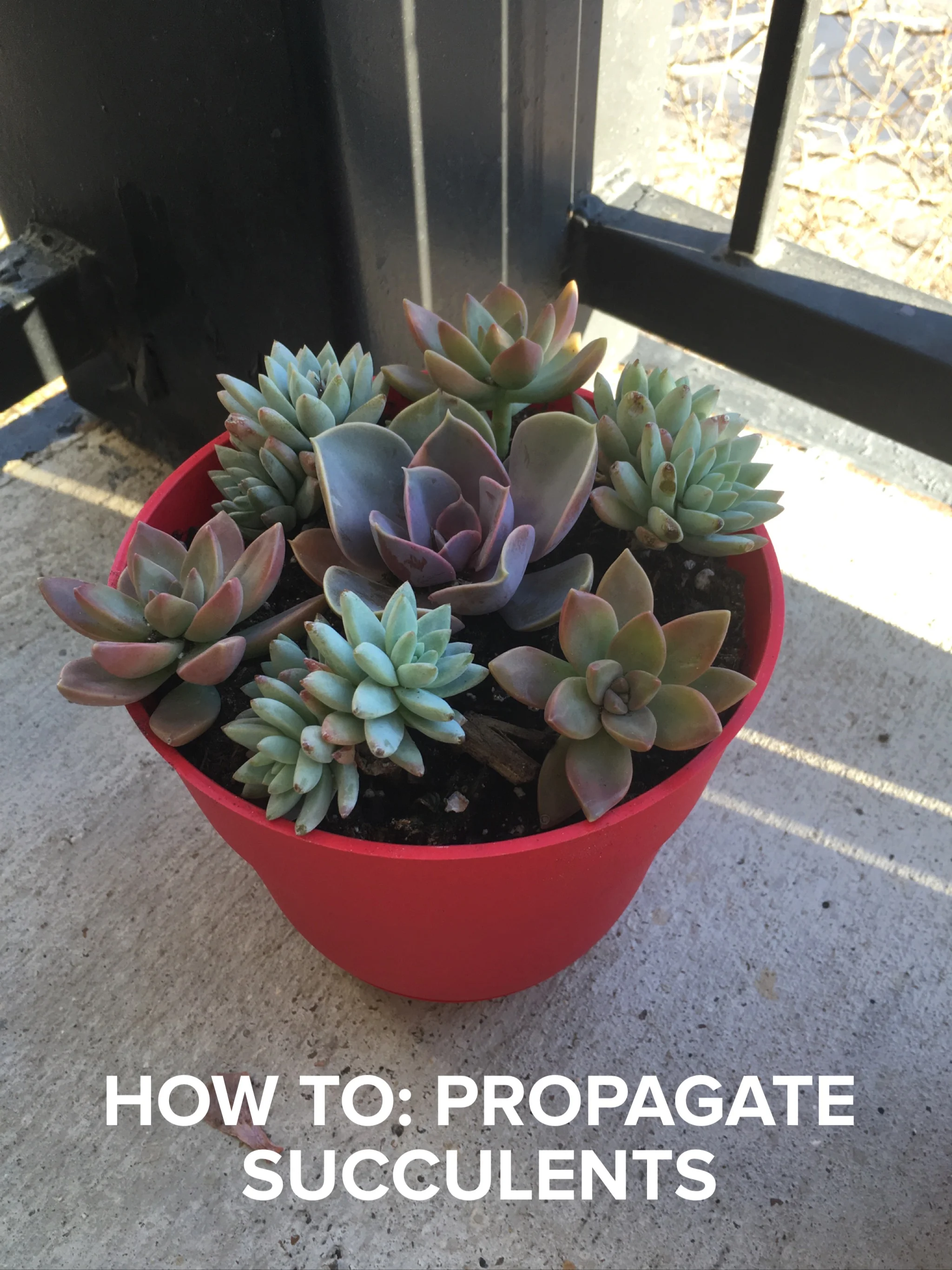 How To Propagate Succulents