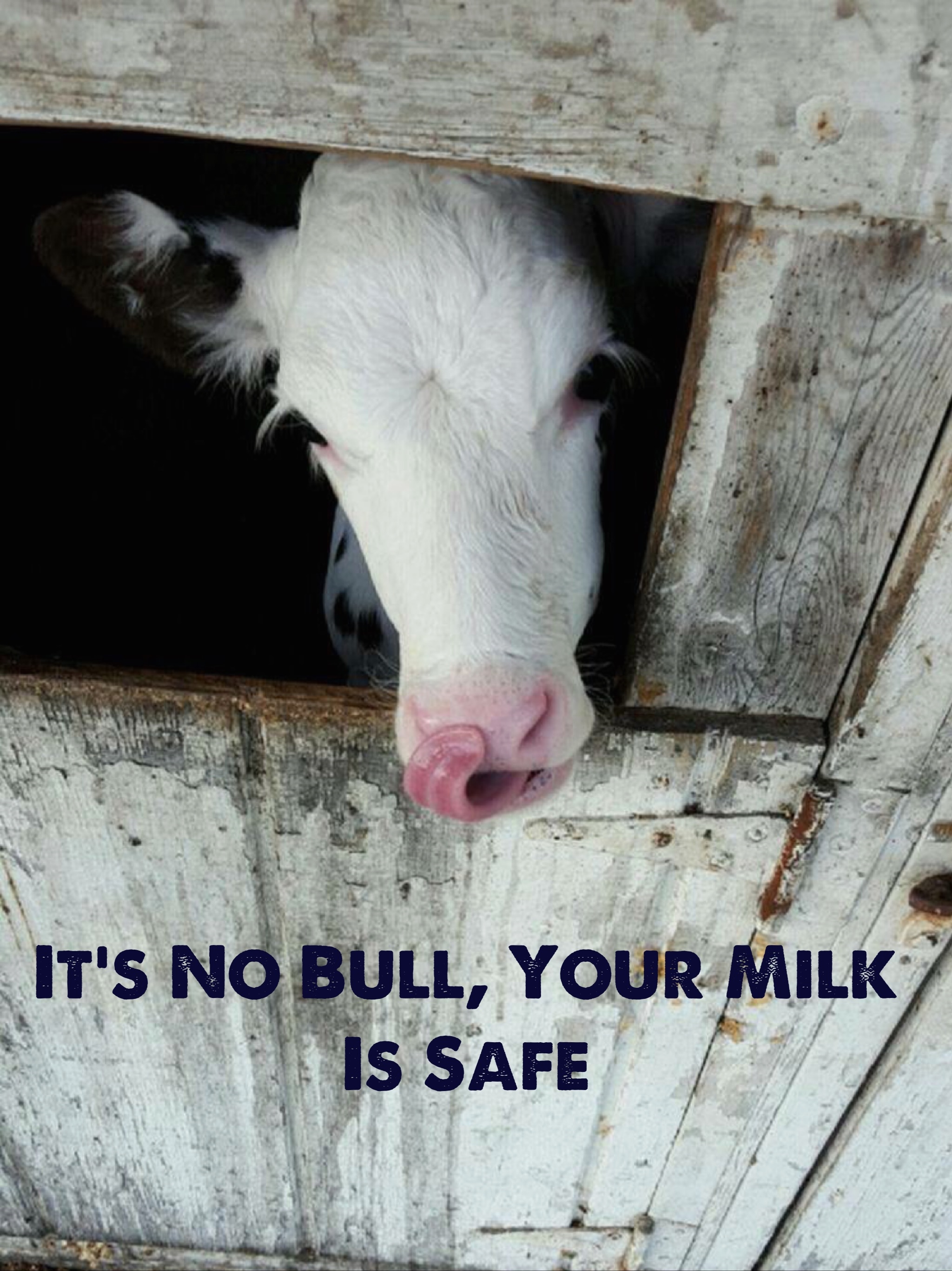 It's No Bull, Your Milk is Safe