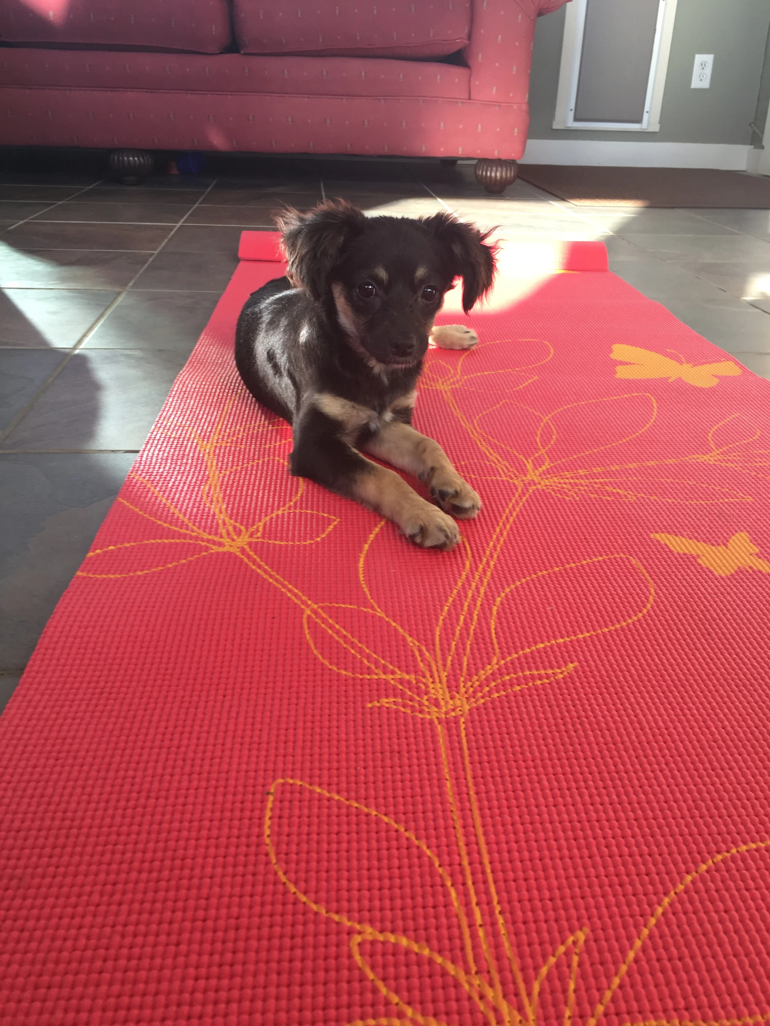 Getting Back to a Healthy & Fit Lifestyle