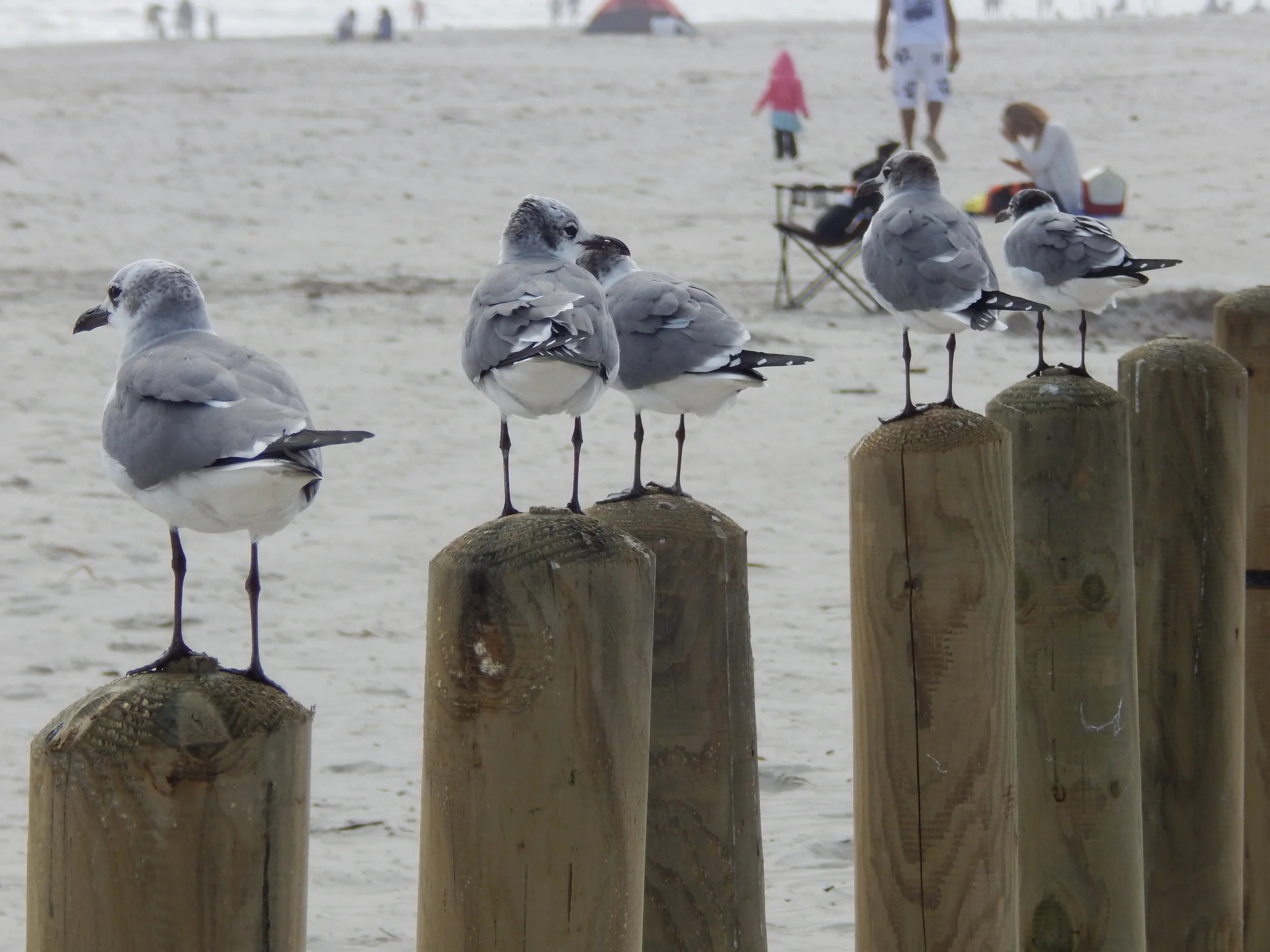 Texas Day Trip: Padre Island
