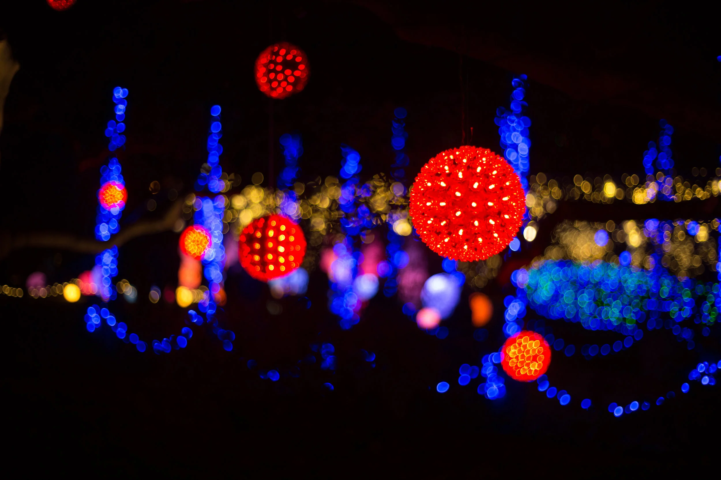 Hello, December: Phipps Conservatory 