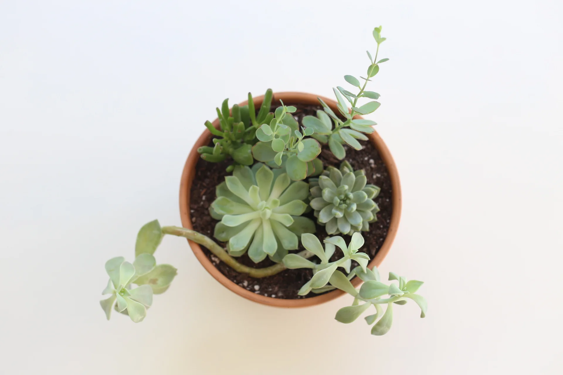 Honey, You Can't Do it All