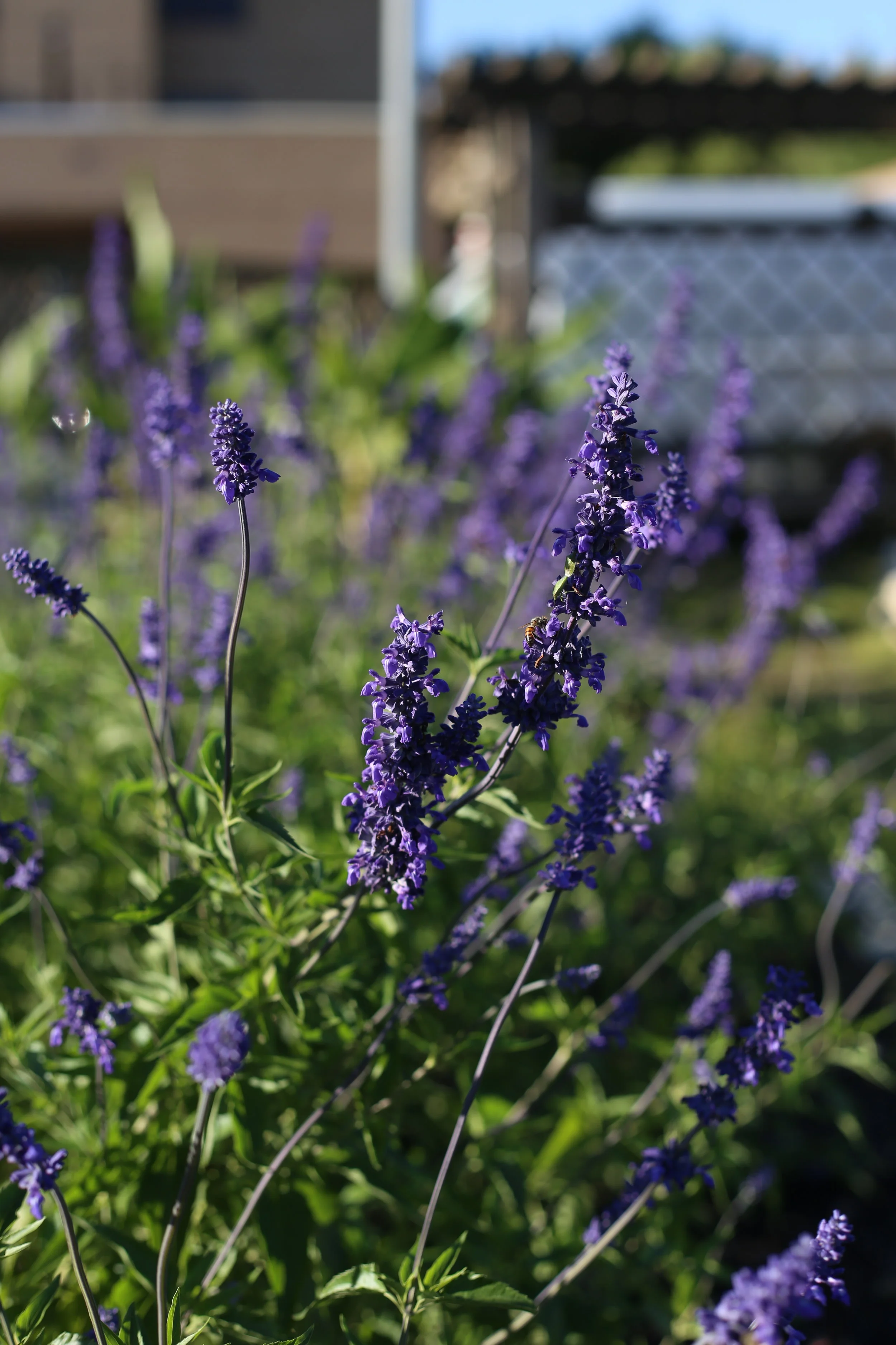 Sisters in Agriculture | Texas A&M University