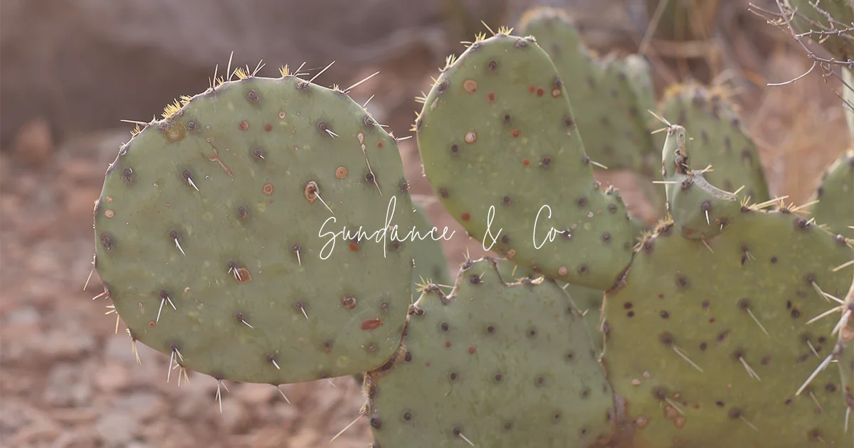 The Rebrand | Sundance & Co.