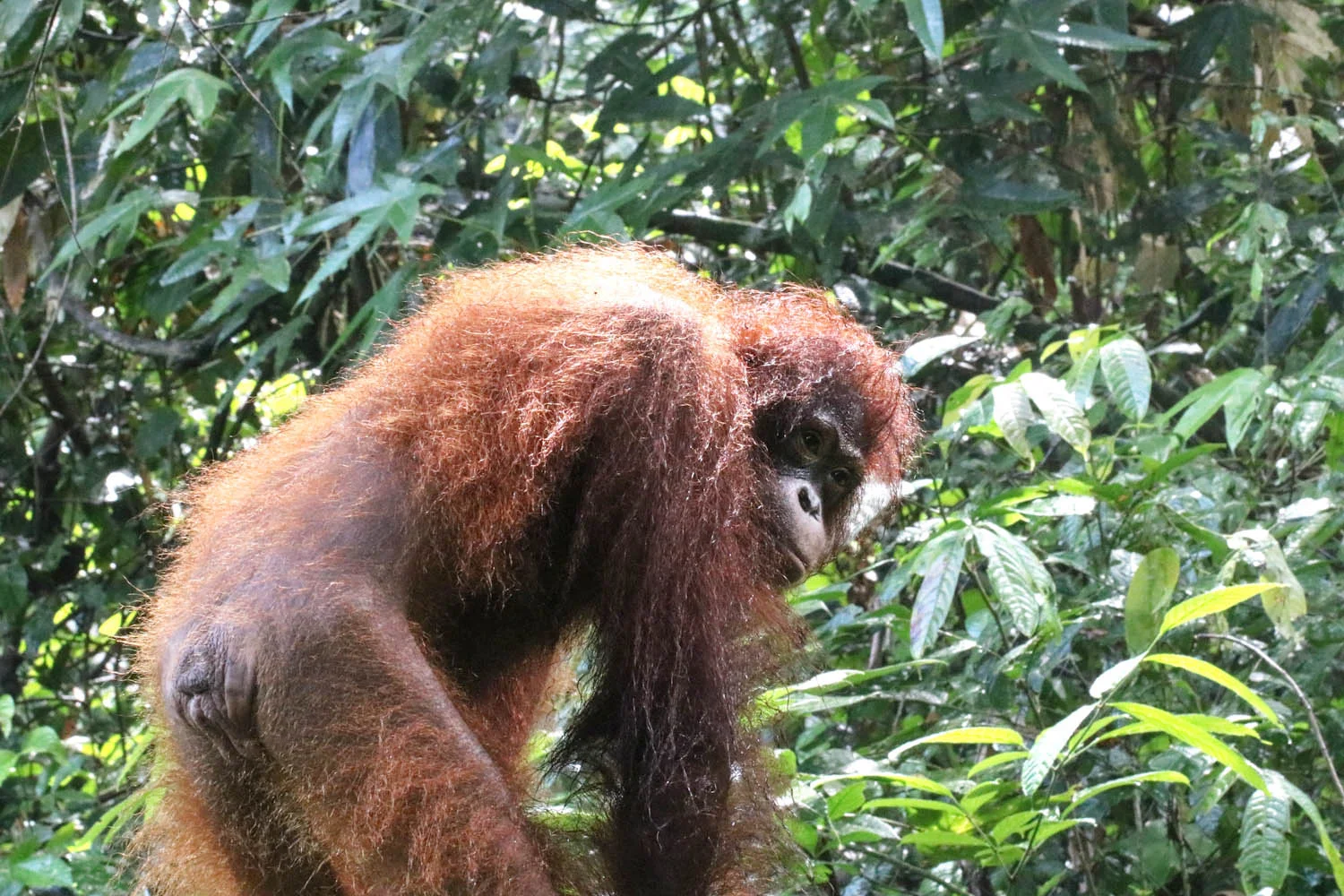 Orangutan.jpg