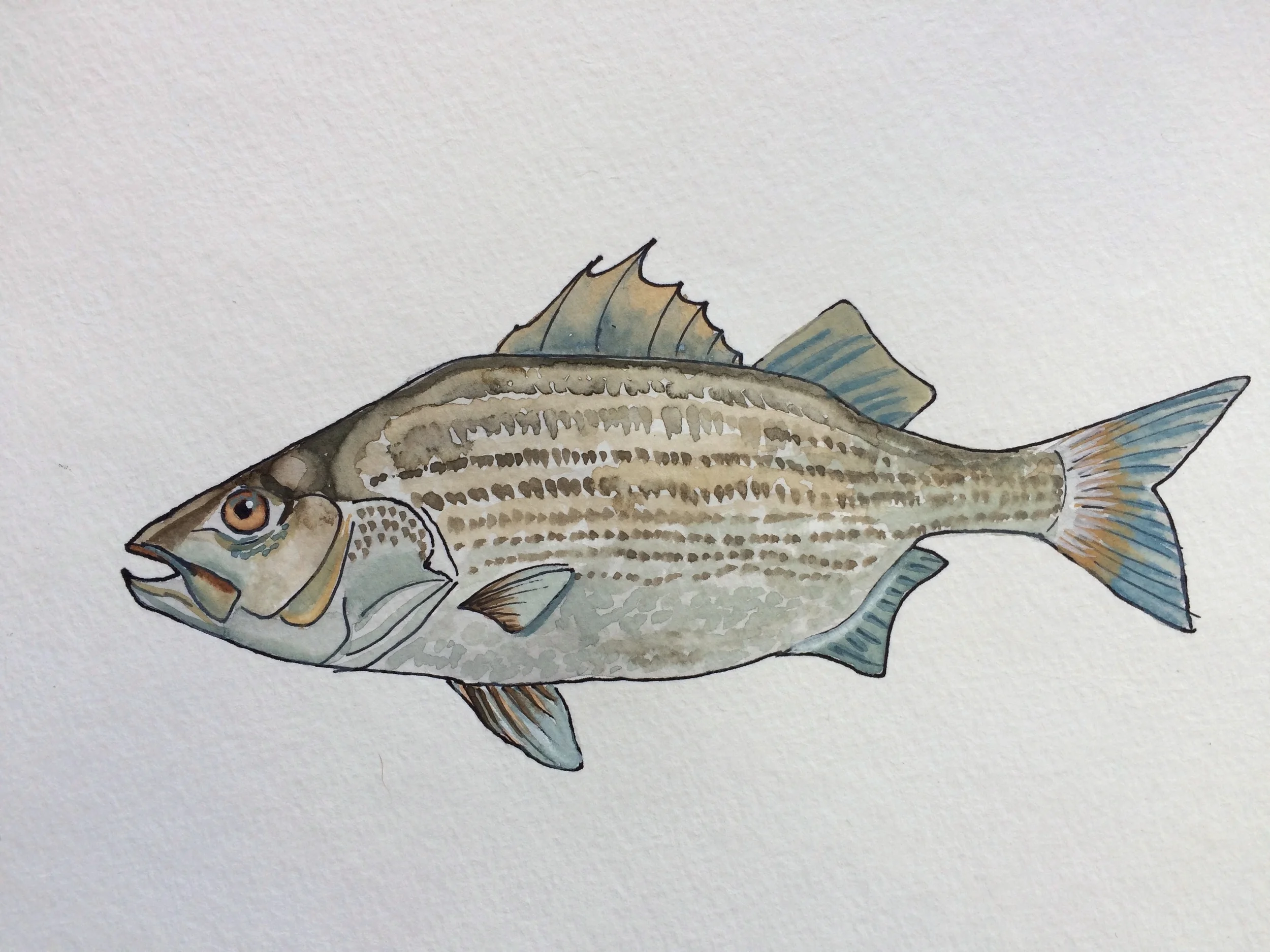 Striped Bass