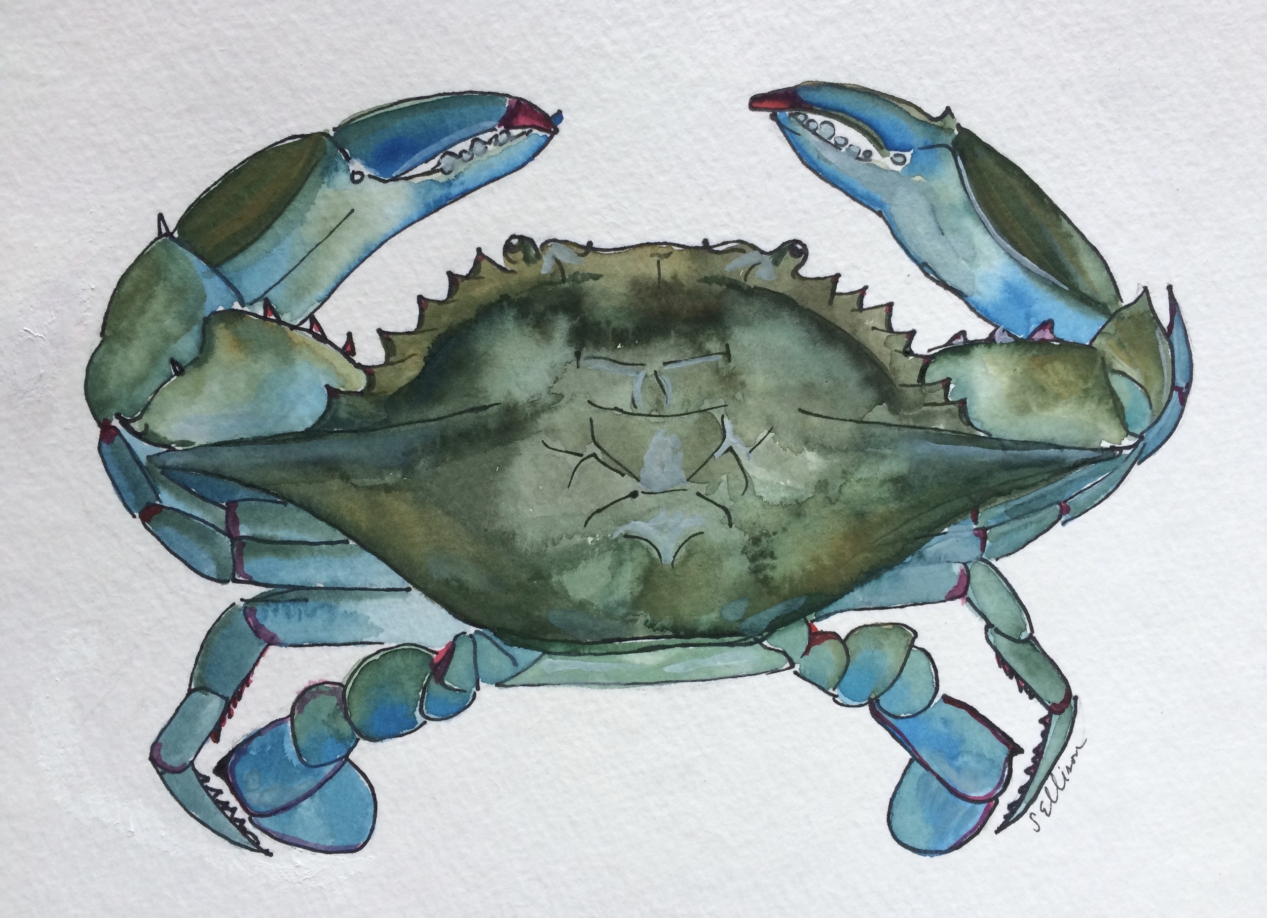 Maryland Blue Crab