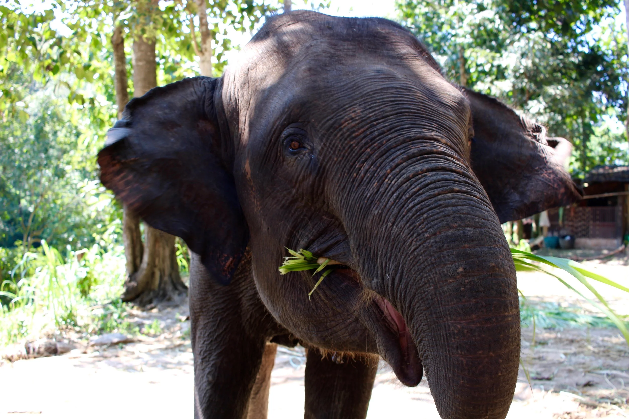 DAYS 26 - 31: CHIANG MAI, THAILAND