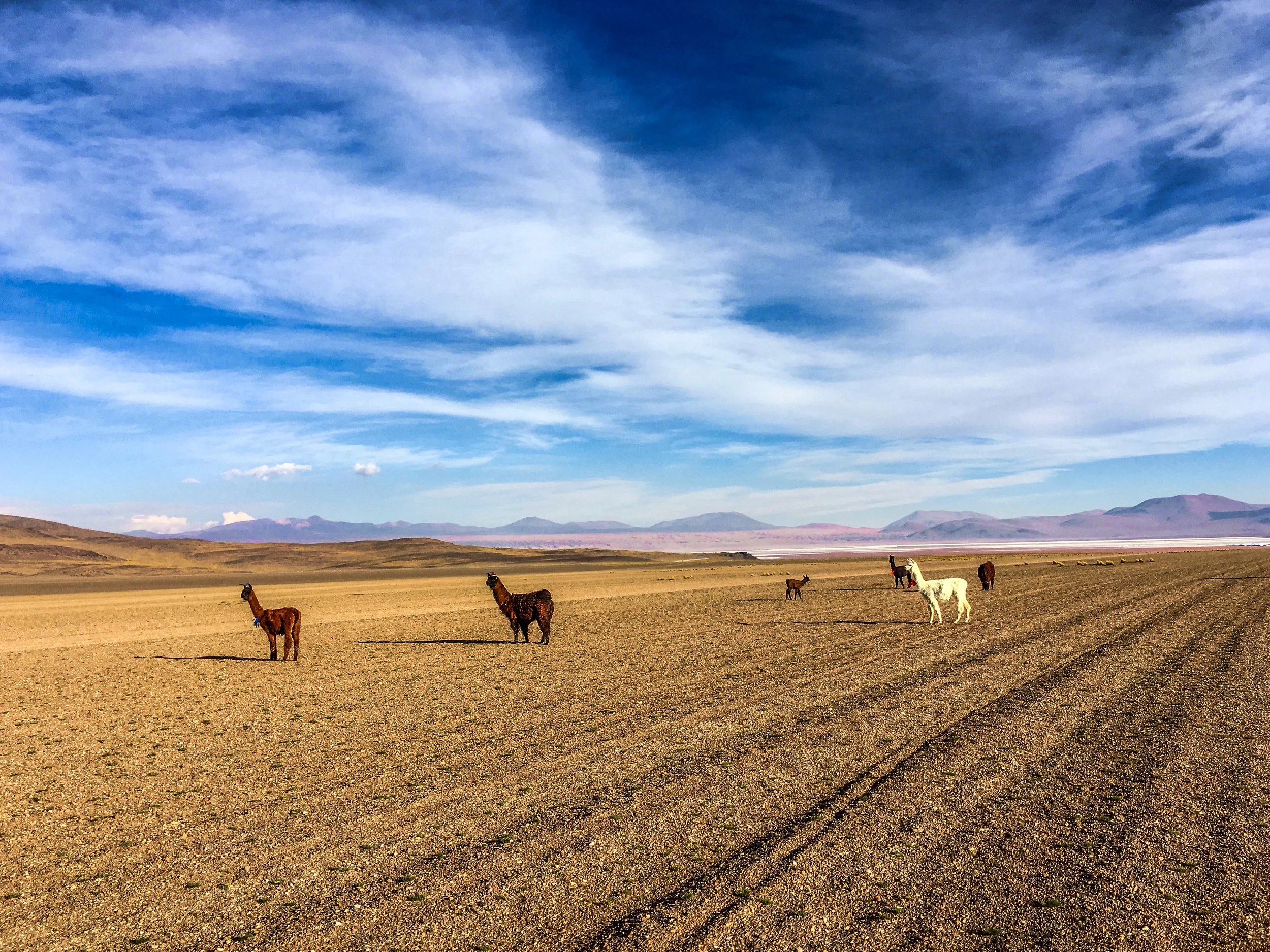ALTIPLANO, BOLIVIA