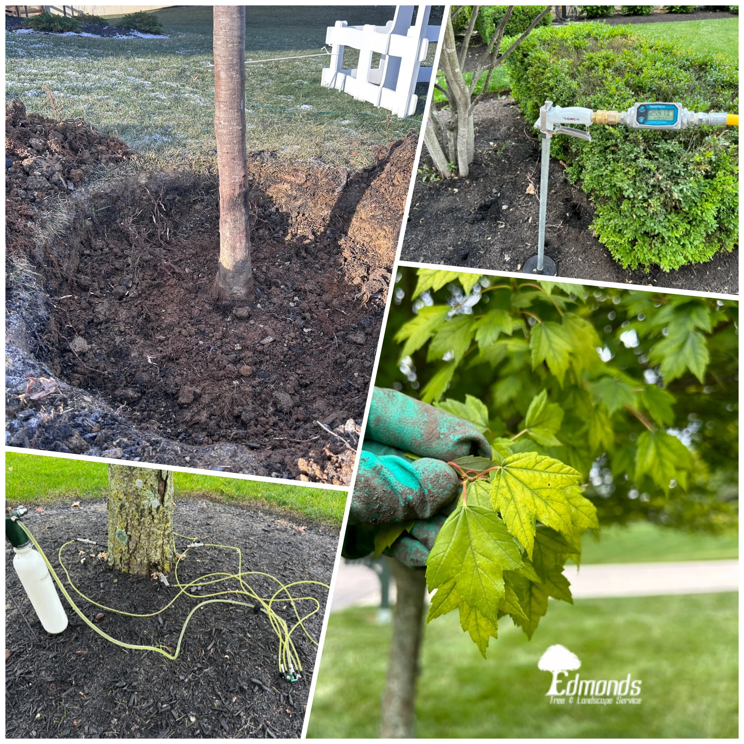 Collage image showcasing plant health care services, including root collar excavation, soil, showing chlorotic leaves, and a tree with an injection setup to treat a chlorotic tree, promoting plant health by Edmonds Tree & Landscape Service.