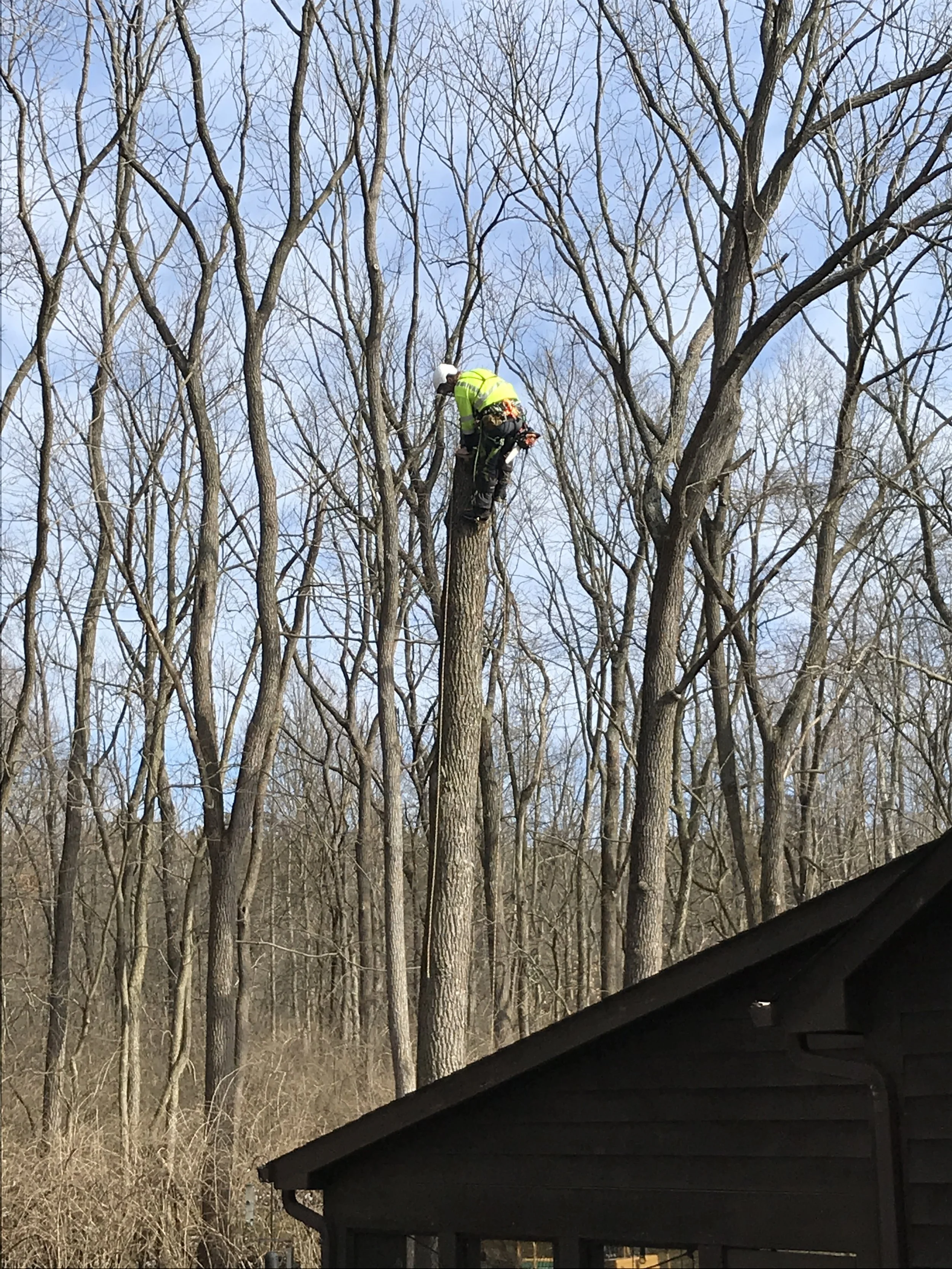 Edmonds Tree & Landscape Service