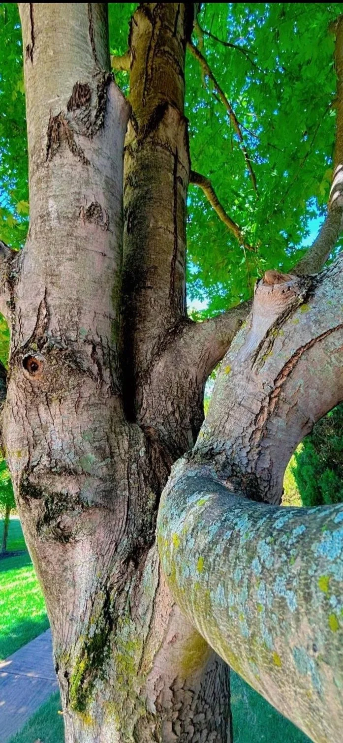 Understanding and Managing Co-Dominant Stems in Urban Trees