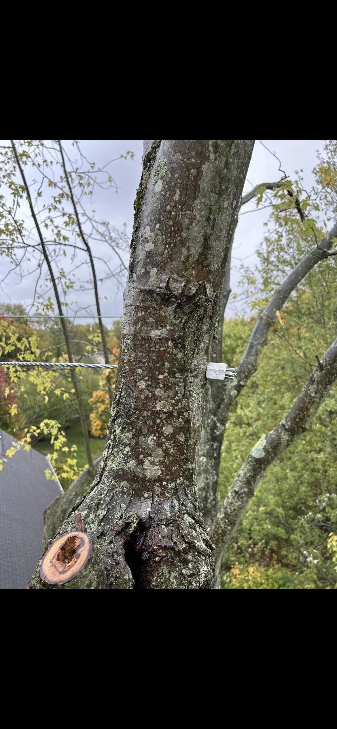 A closer look at the Rigguy cabling hardware in the tree.