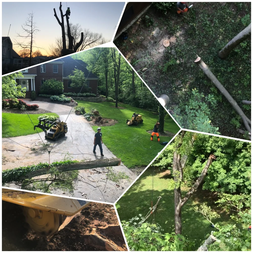 Edmonds Tree & Landscape Service