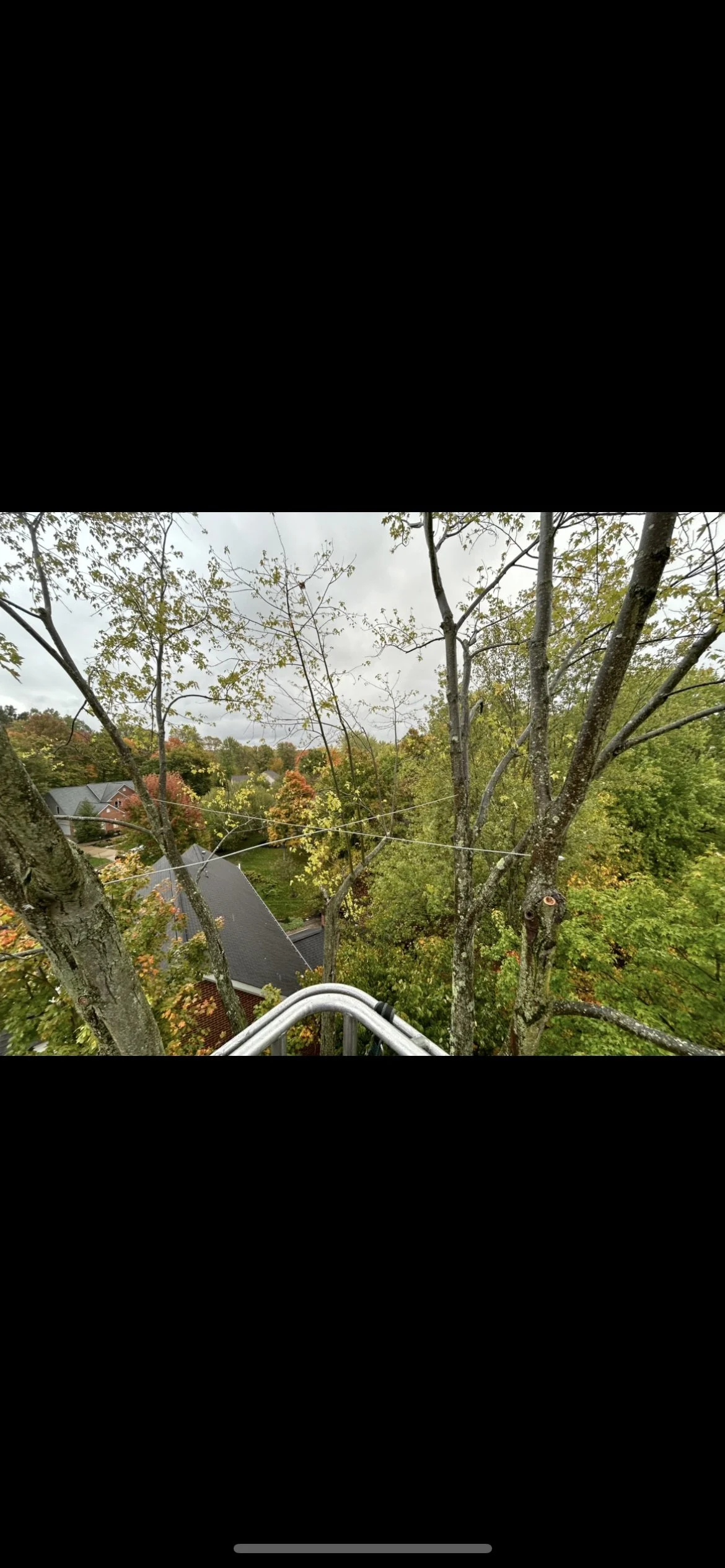 X formation, Static cable set up in a mature Silver Maple.