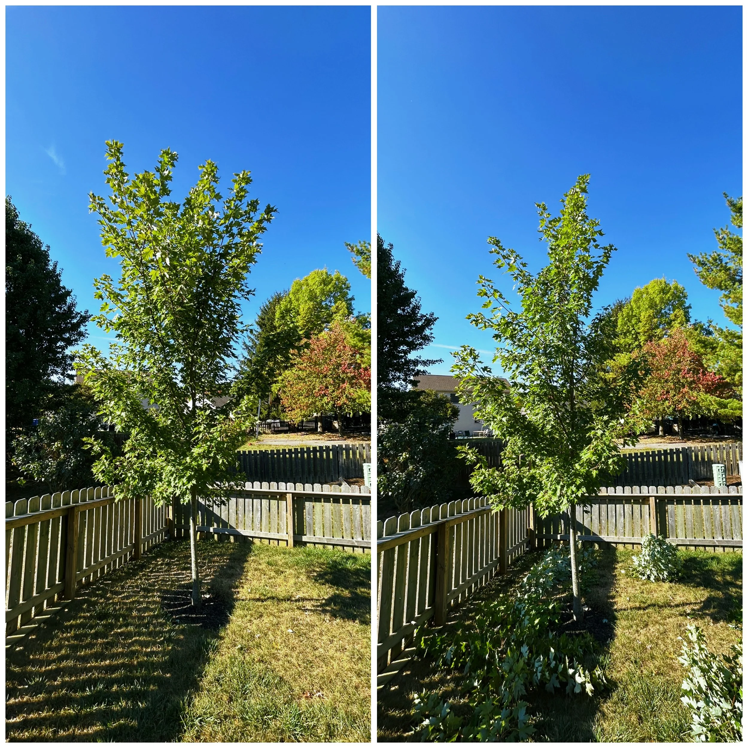 Before and after comparison of a tree being structurally pruned.