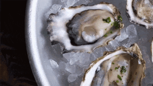 clinton-oyster-min (1).gif