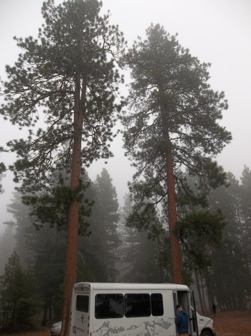 Packing up from our night in the Gardner Hut. Two Ponderosa Pine are pictured.