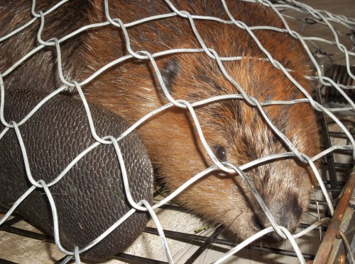 Beaver in the self designed "Beaver Trap." This keeps handlers and the beaver safe during all transportation.