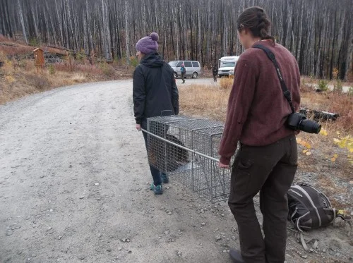 Annah Young and Hannah Newell carrying Septimus to his new home.
