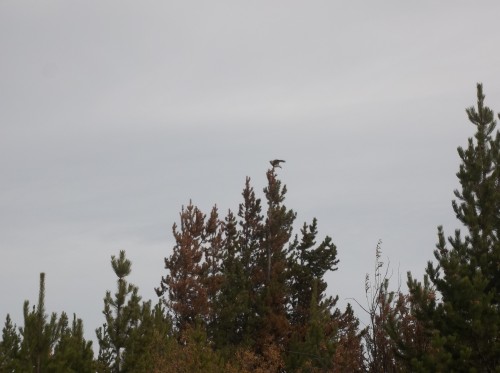Our rough-legged hawk resting after just being released.