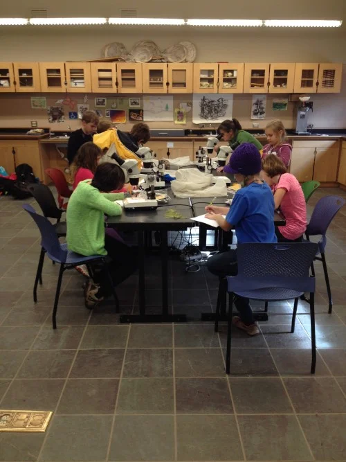 Looking at decomposers closely.