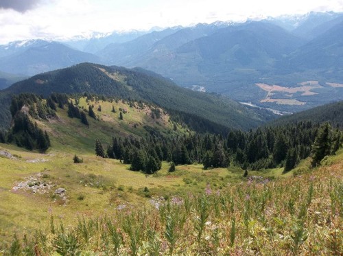 Wildflowers in the Summer at Sauk