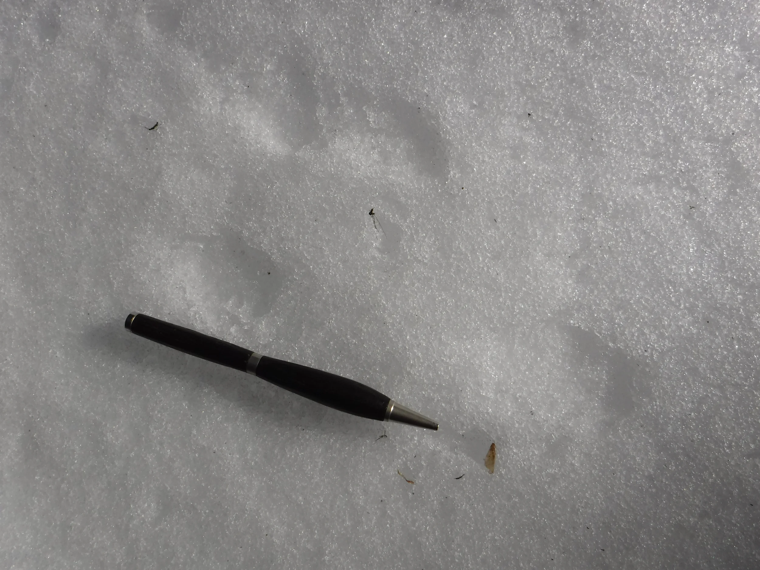 Some tracks can be absolutely minuscule! Squirrel tracks.