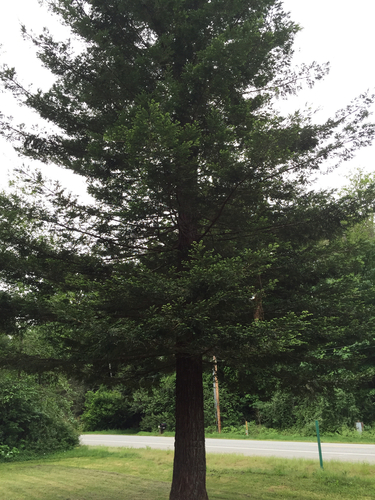 Coastal Redwood in front of the Blue House.