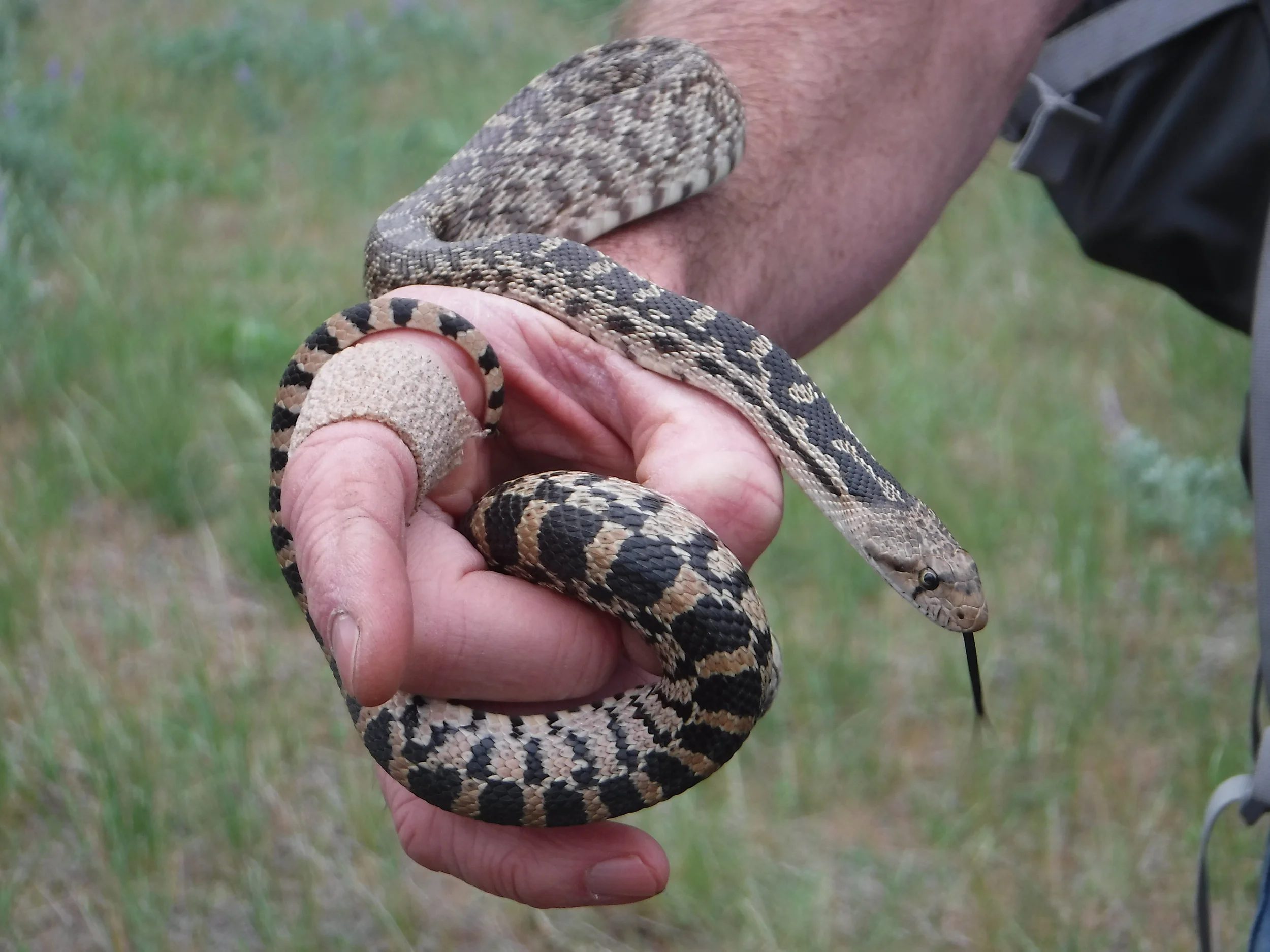 Gopher snake.