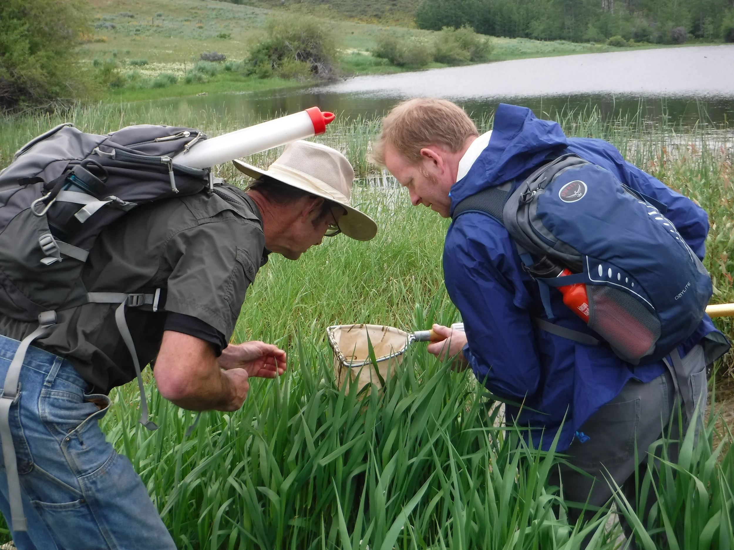 Looking for amphibians.