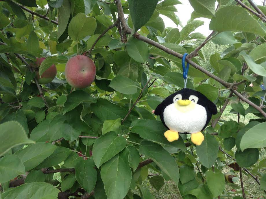 Apple Picking at Mack's.jpg