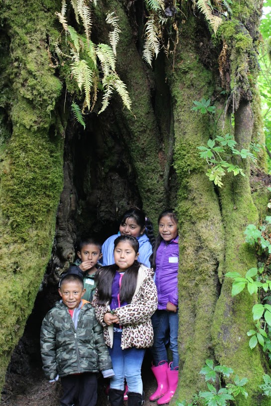 Students inside a tree at the park.