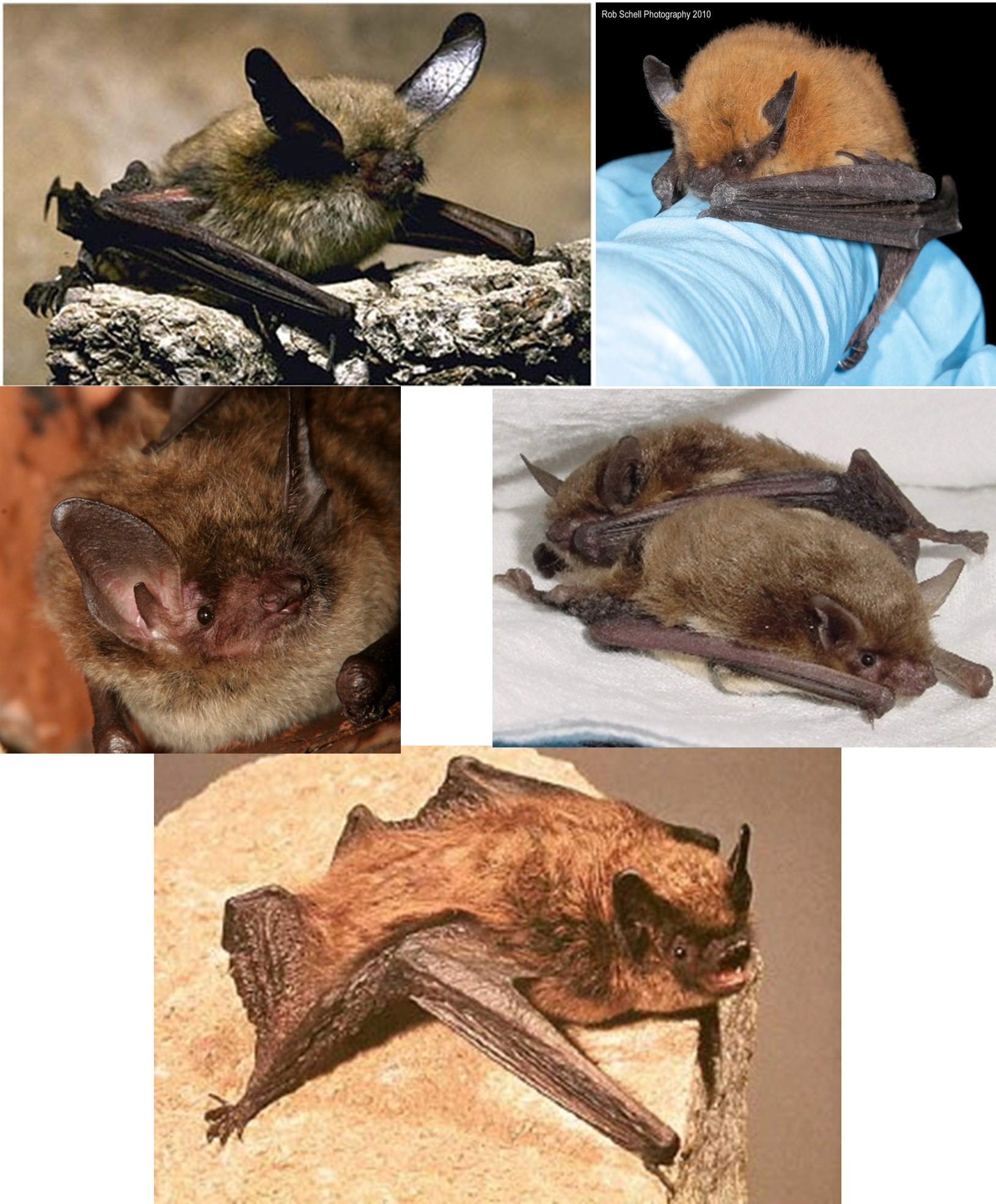 (Clockwise from upper left) Long-eared myotis, California myotis, yuma myotis, long-legged myotis and little brown myotis (photo credits at conclusion of article).