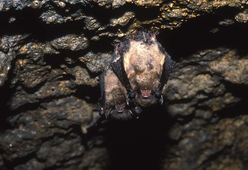 Little brown myotis roosting. Photo retrieved from nhptv.org.