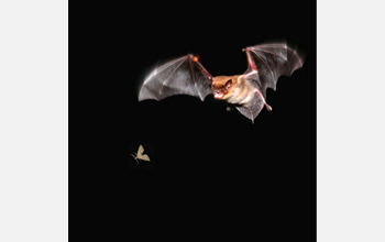 Photo taken by Jessica Nelson. Retrieved from nsf.gov.