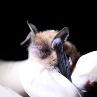 Photo retrieved from whitenosesyndrome.org