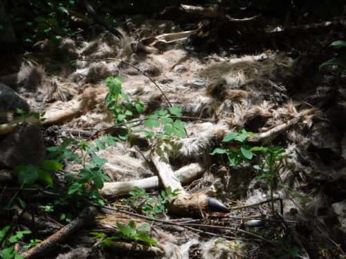 Deer carcass left by a hungry cougar during the winter.