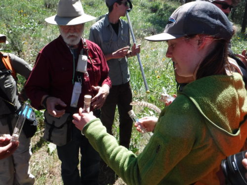 Aly Gourd observing a bee with Don Rolfs.