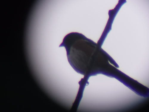 Spotted Towhee through spotting scope.