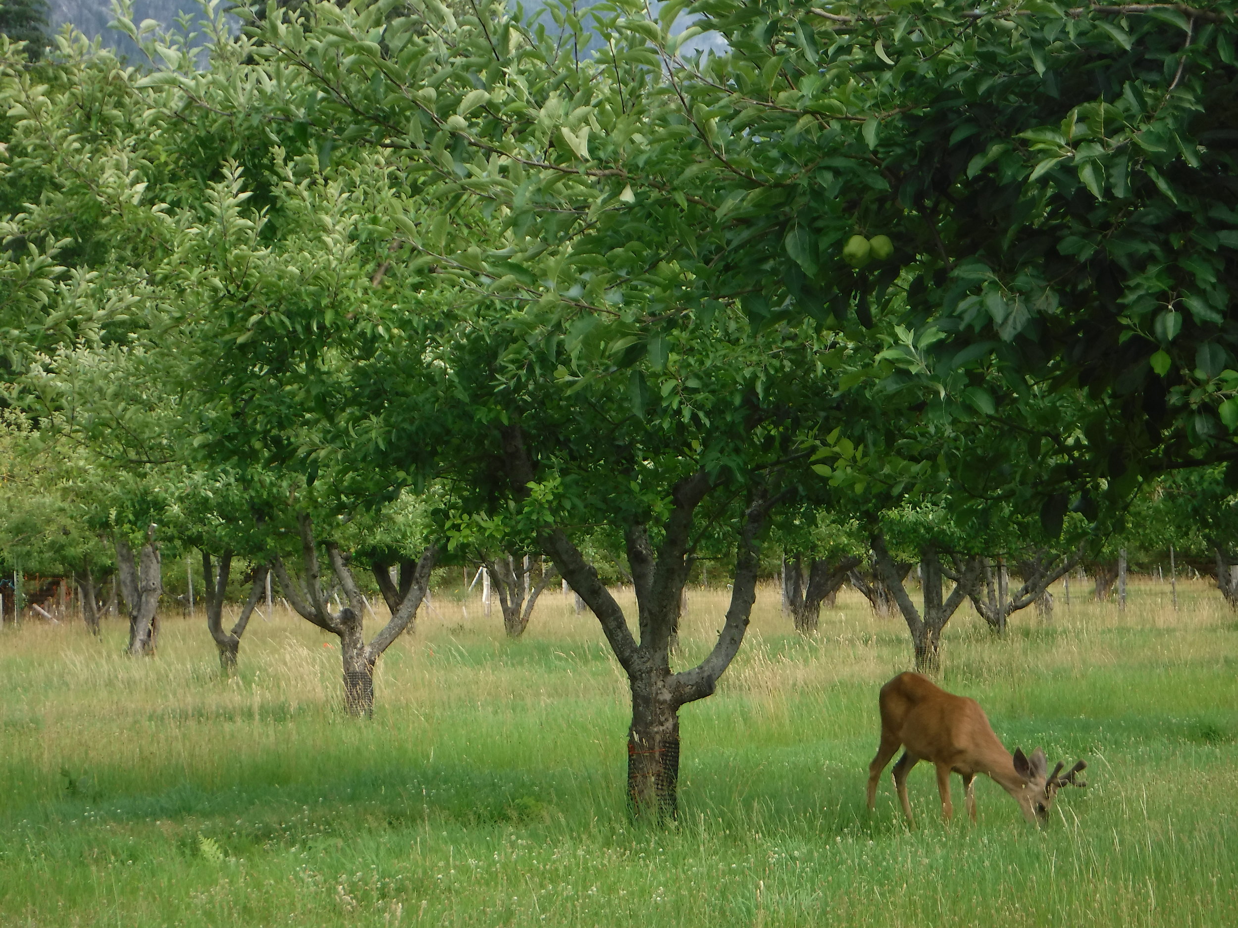 Deer in the Bucknard Orchard