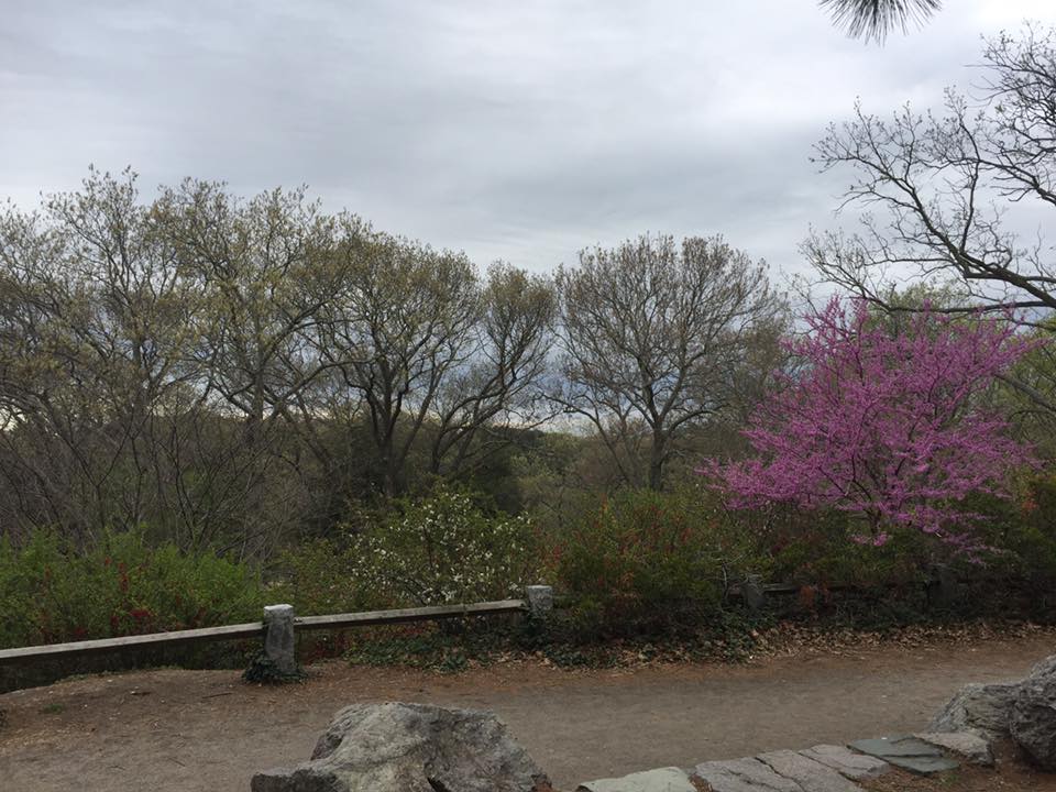 Over looking the Arnold Arboretum