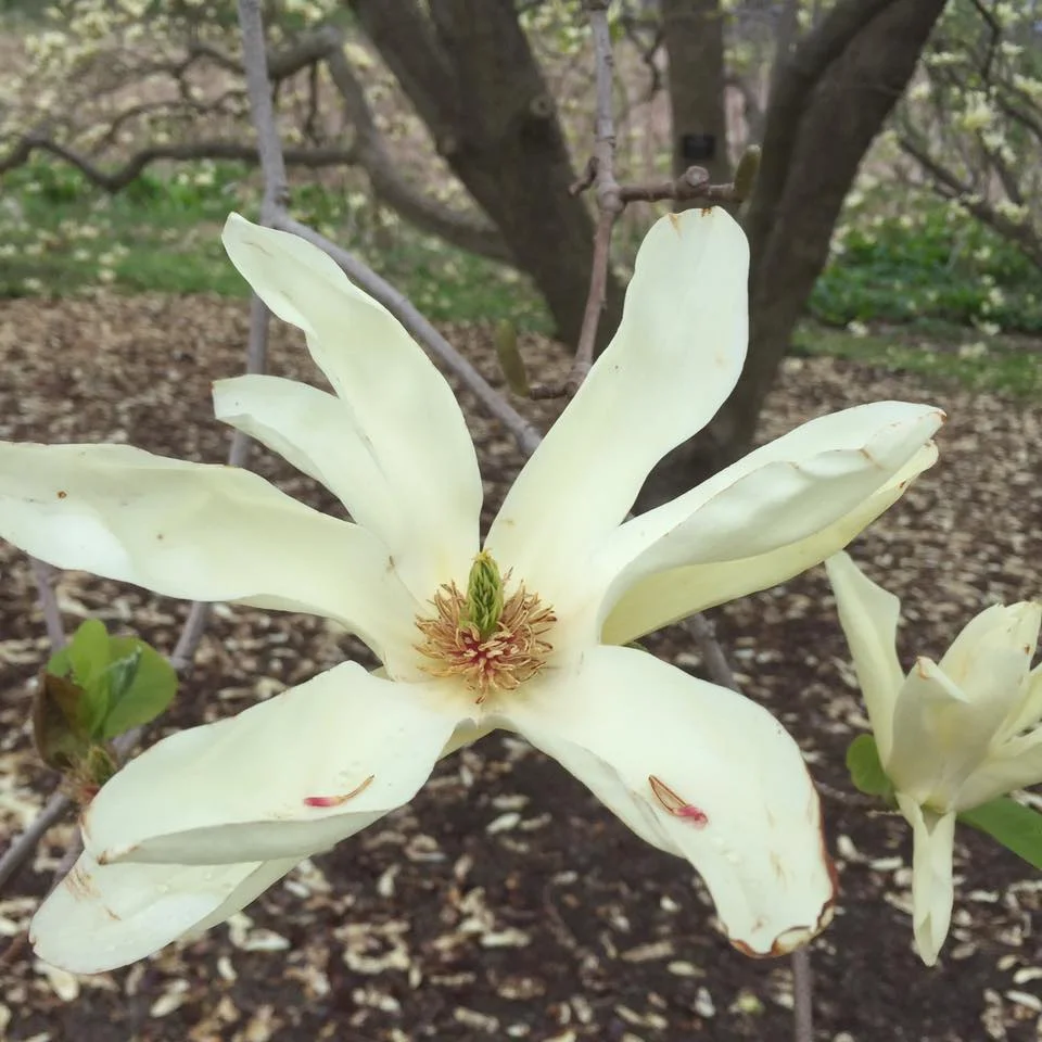 Literature Appetizer: Urban Forests by Jill Jonnes