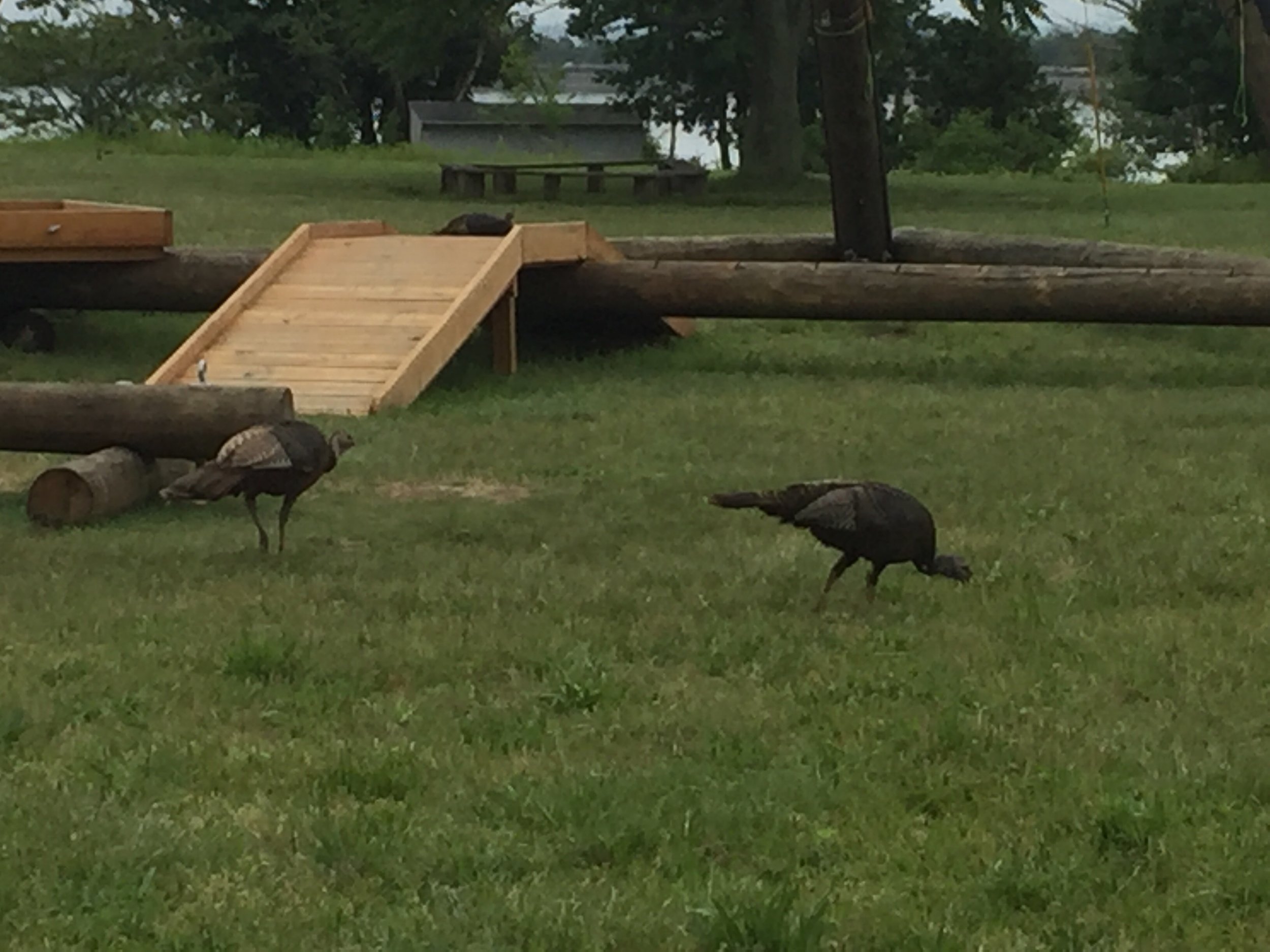 Turkeys at the tower!