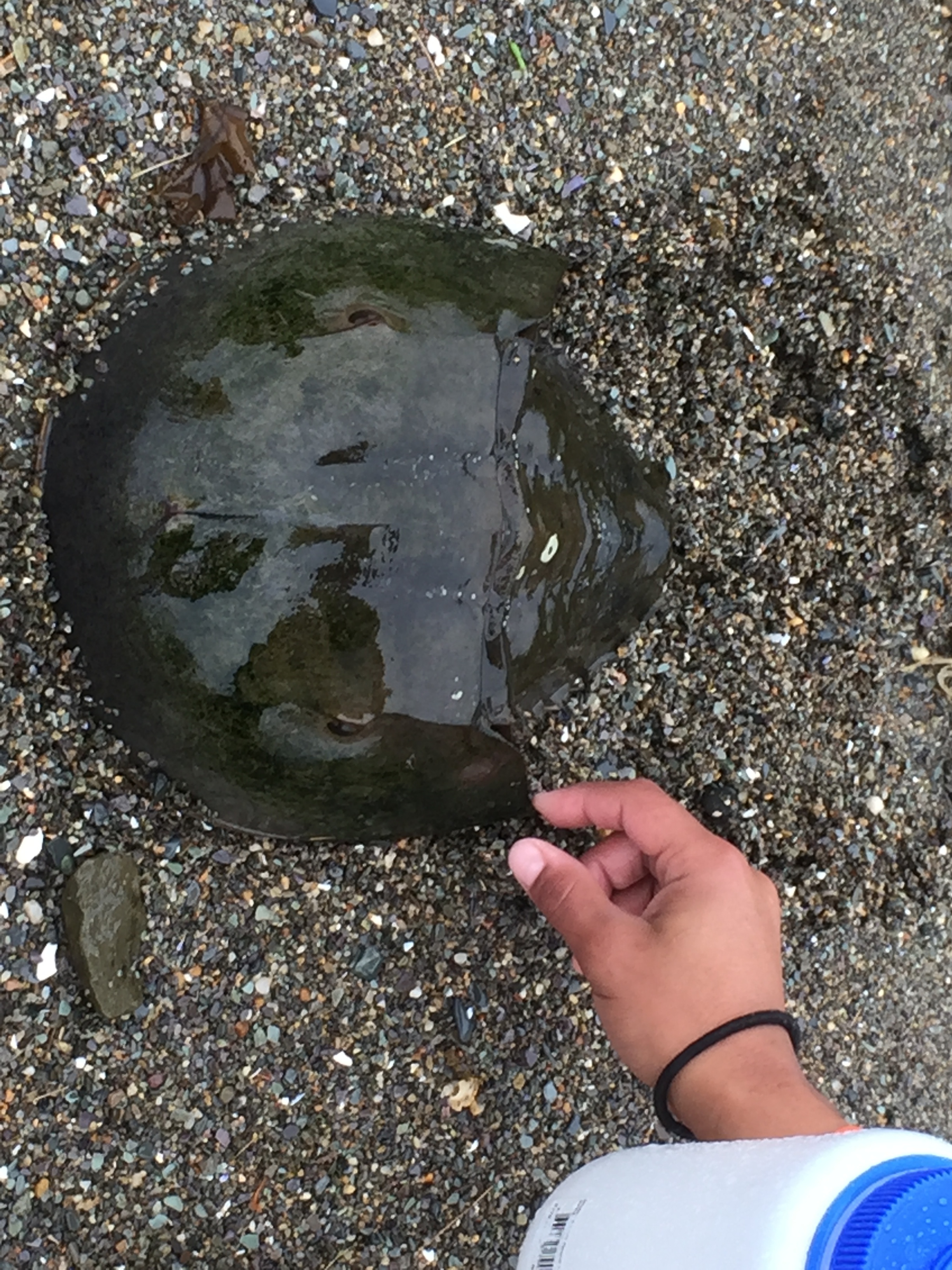 Horseshoe Crab