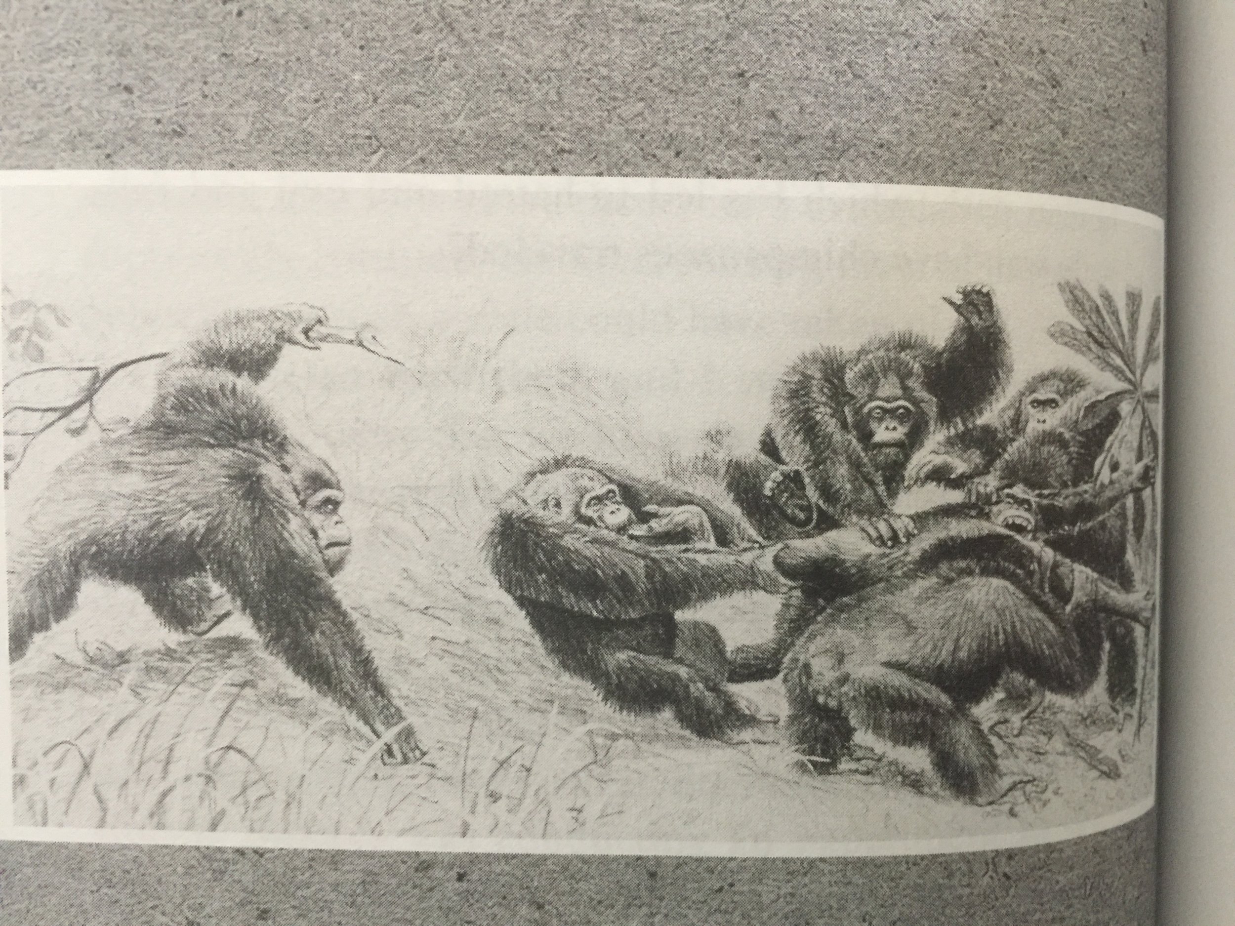 Depiction of chimpanzees fighting. pg 124