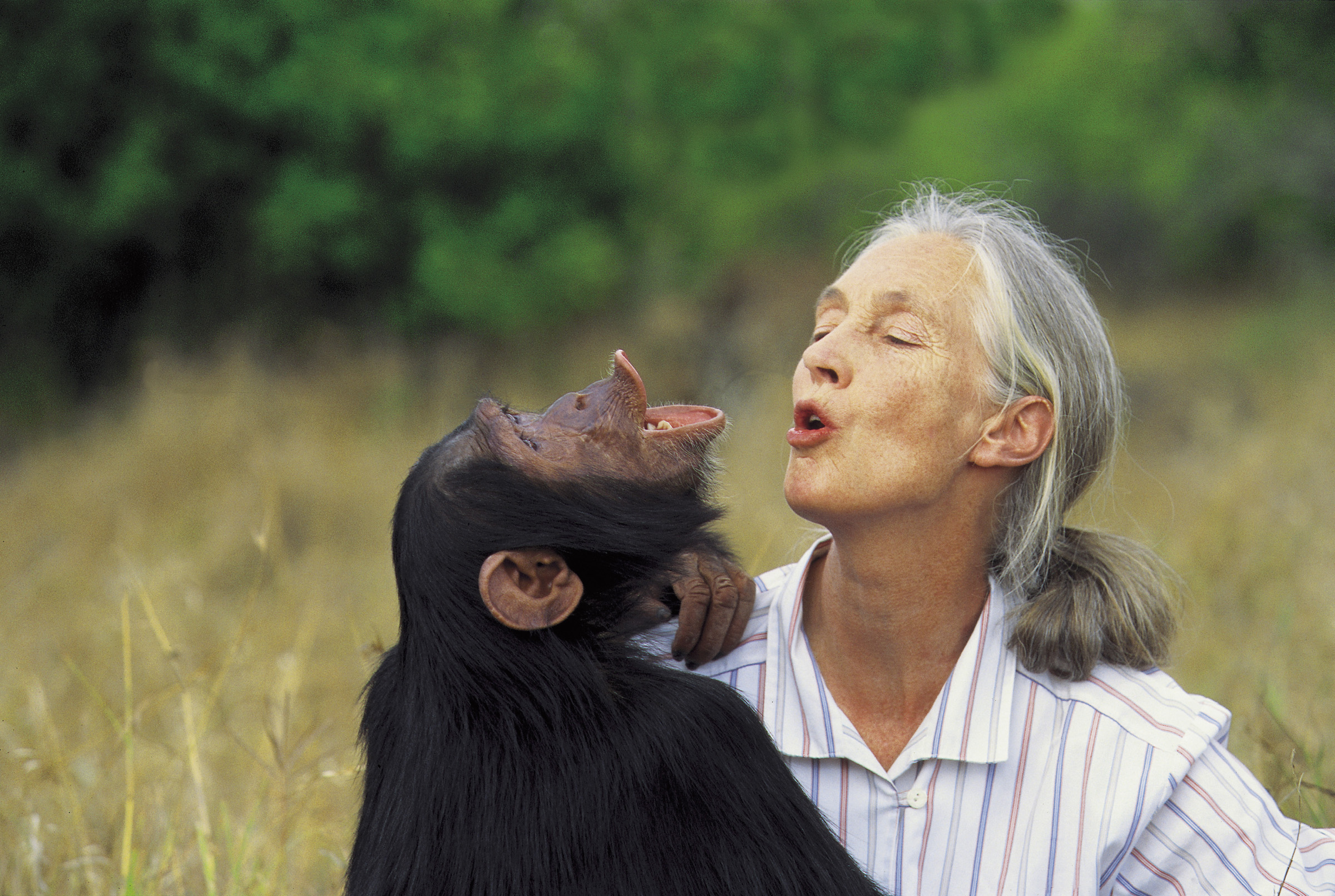 Dr. Goodall bonding. Retrieved from TrueActivist.com