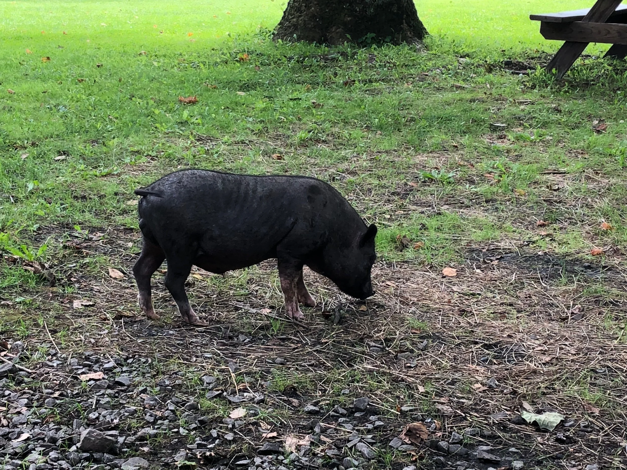 Listening to All of Nature