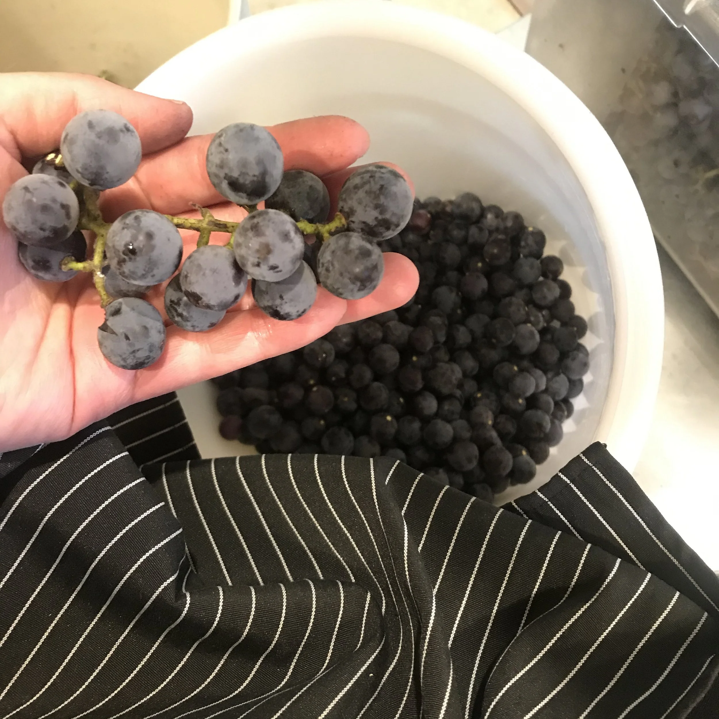 Concord Grapes BT 1.jpg