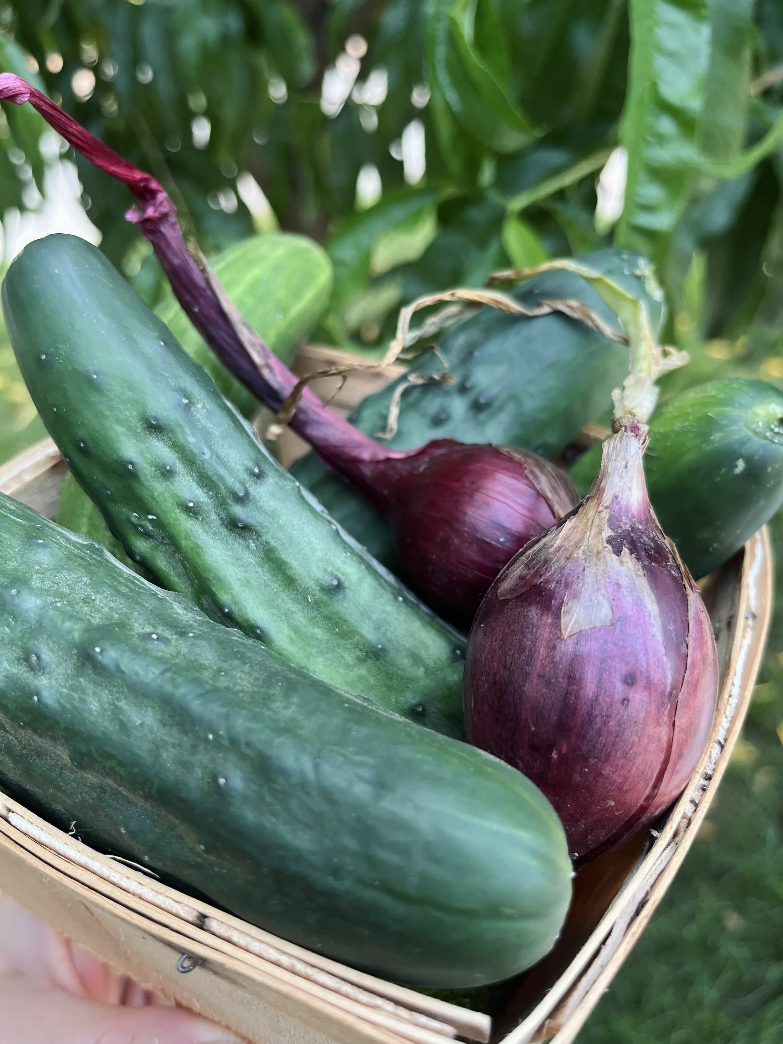 Cucumbers
